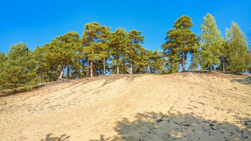 Plants growing on land against clear blue sky