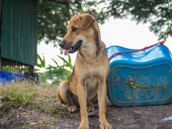 Close-up of dog