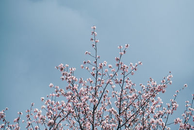 Low angle view of pink cherry blossoms in spring against sky
