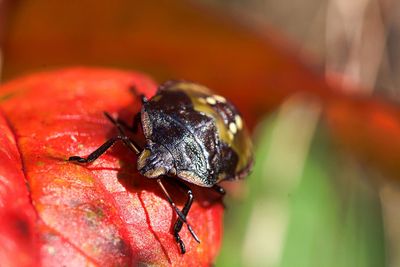 Close-up of insect