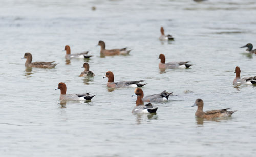 Ducks swimming in lake