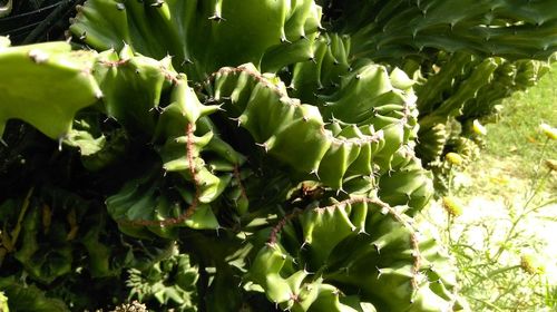 Close-up of cactus plant