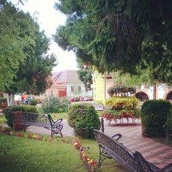 tree