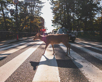 Cat standing on road by trees