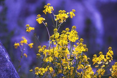 Close-up of yellow flowering plant