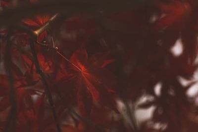 Close-up of red maple leaves