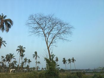 Bare trees on field against clear sky