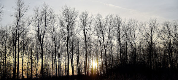 Bare trees against sky at sunset