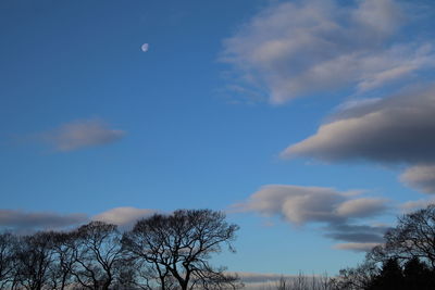 Low angle view of bare trees against blue sky