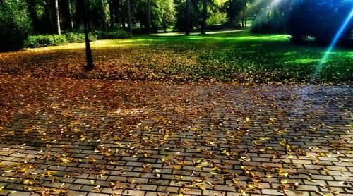 Autumn leaves fallen on footpath