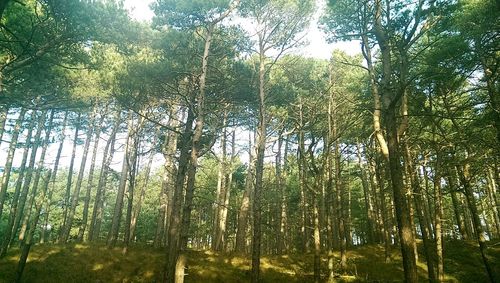 Trees in forest