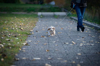 Low section of person with dog walking on street