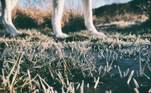 Low section of dog on land during winter