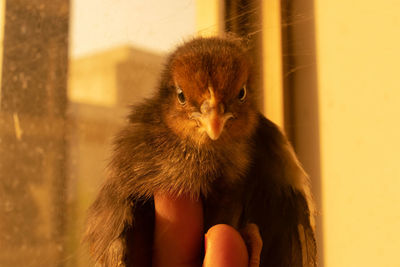 Close-up of person hand holding bird