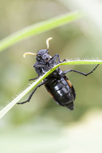 Close-up of insect on leaf