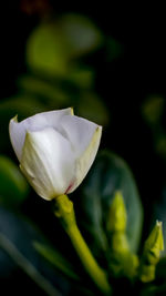 Close-up of white flowering plant