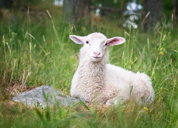 Portrait of an animal on field