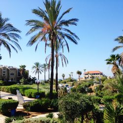 Palm trees and buildings against sky