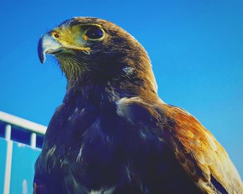 Low angle view of eagle against clear blue sky