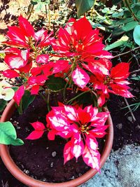 High angle view of pink flowering plant in pot