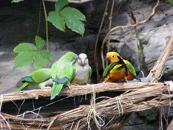 Close-up of parrot perching on branch