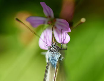 Close-up of insect on flower