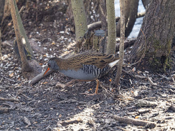 Close-up of bird