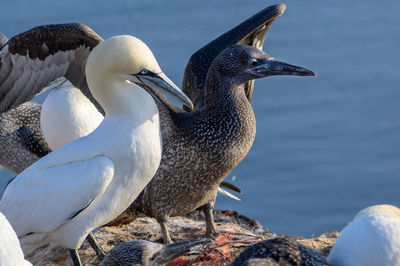 Seagulls perching on rock by lake