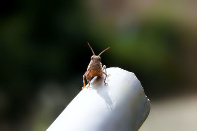 Close-up of insect