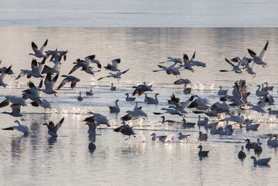 Flock of birds in lake