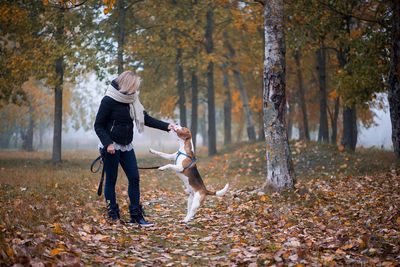 A young woman trains her beagle dog in a park covered with autumn leaves