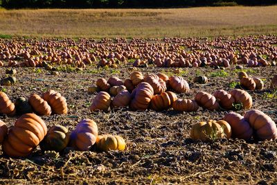 View of pumpkins on field