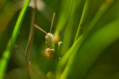 Close-up of insect on plant