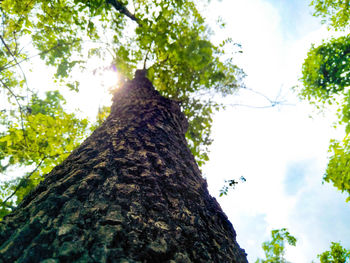 Low angle view of lizard on tree against sky