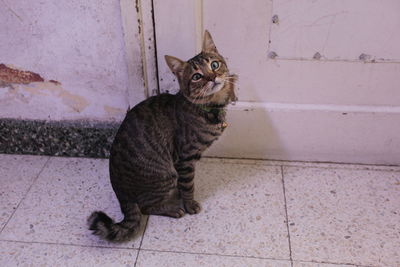 Portrait of cat sitting on floor