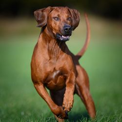 Portrait of dog running on field