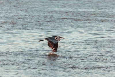 Bird flying over lake