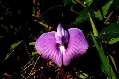 Close-up of purple crocus flower on field