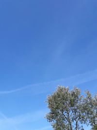 Low angle view of tree against blue sky