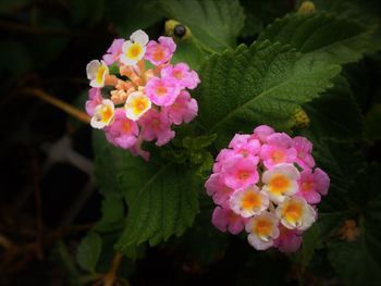 Close-up of pink flowers