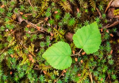 High angle view of leaves on field