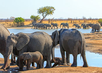 Panoramic view of elephant on land against sky