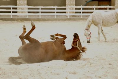 Horses in a snow