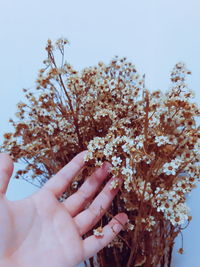 Midsection of person holding cherry blossom against tree