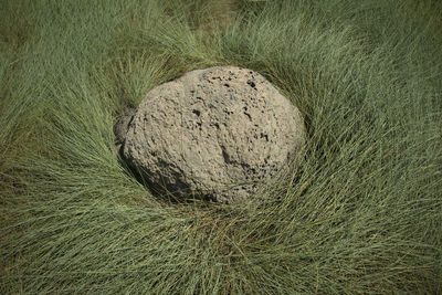 High angle view of rock on field