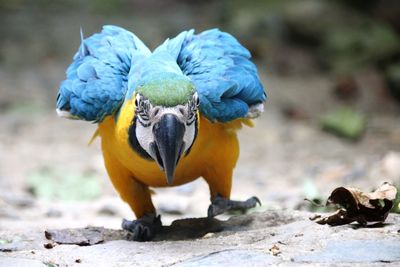 Close-up of parrot