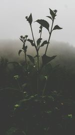 Plants and trees against sky