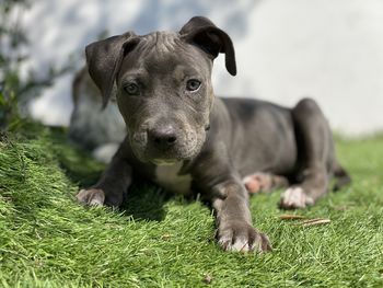 Portrait of dog on field