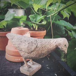 Close-up of a horse in a pot