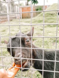 Close-up of a hand feeding in a zoo